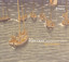 Cras, J.: 4 Danze / 2 Paysages / 5 Poemes Intimes Albumcover