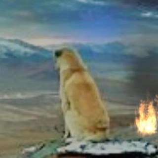 Lostdog Photo