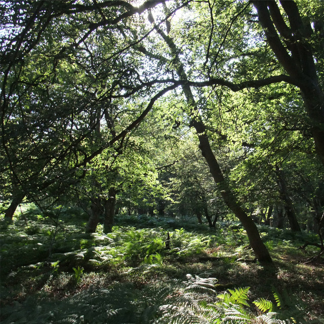 Afforested Photo