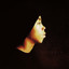 A.K.A. The Rugged Child cover