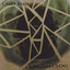 Cephalclog Albumcover
