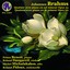 Brahms: Quatuors avec piano Albumcover