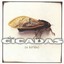 The Cicadas Albumcover