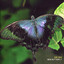 New Butterfly Albumcover