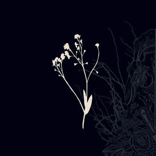 Myosotis Photo