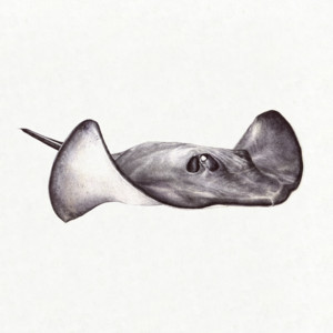 Gamma Ray cover