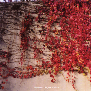 Tarentel photo
