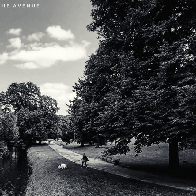 Stories from The Avenue