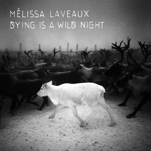 Dying Is a Wild Night cover