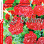 El Aroma En Los Claveles Y El Alma De Espana En Los Bocheros (Digitally Remastered) Albumcover