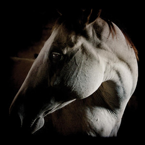 How to Kill a Horse album