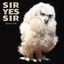 Sir Yes Sir - Save me