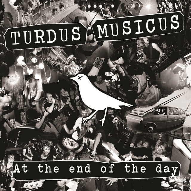 Turdus Musicus Photo