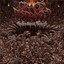 Enthrallment Traced Albumcover