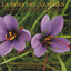 La Rosa del Azafrán - Zarzuela Albumcover
