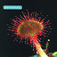 Primordia cover