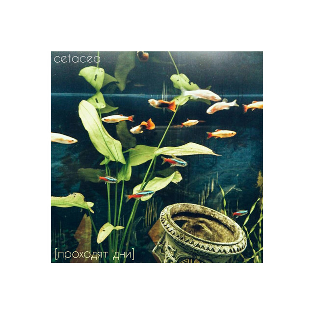 Cetacea Photo
