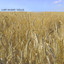Solus Albumcover