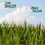 Open Skies Albumcover