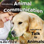 Introducing Animal Communication Albumcover