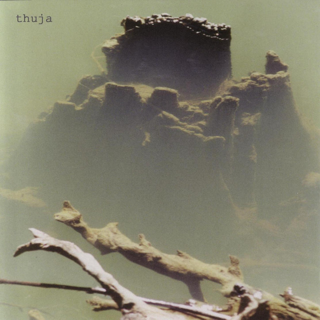 Thuja Photo