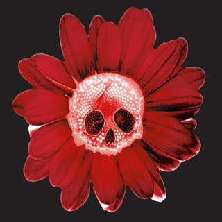 Dead Flowers Photo
