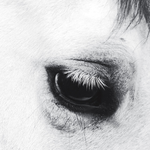 Horse Heaven cover