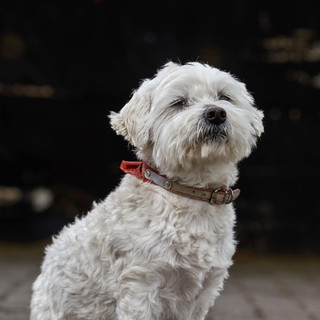 Louwie Photo