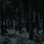 Abstrakter Wald Albumcover
