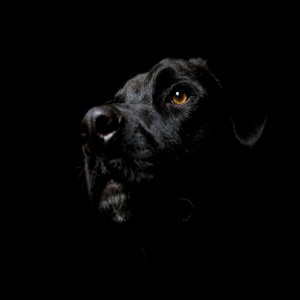 Dog-OFF