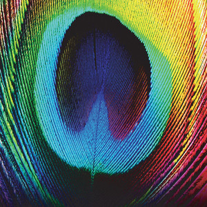 Peacock cover