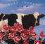 Cow Albumcover