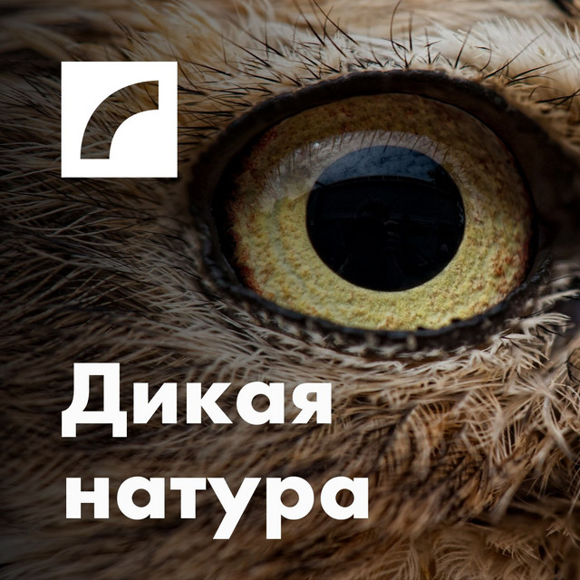 Кровать для котика