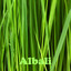 Albali Albumcover
