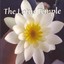 The Lotus Temple Albumcover