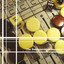 The Backgammon Sessions cover