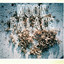 Moon Palace Albumcover