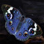 Butterfly/Gymsock Albumcover
