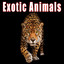 Animals: Exotic Albumcover