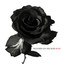 Rose Albumcover