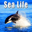 Animals: Sea Life Albumcover