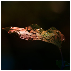 Beautiful Natural Rain Sounds: Sound Sleep, Meditation Music, Insomnia Cure, Baby Sleep Aid album