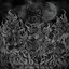 Macabrum Bestia Ex Abyssus Albumcover