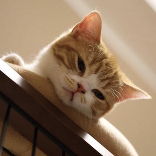 cat naps Photo