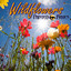Wildflowers Albumcover