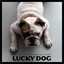 Lucky Dog Albumcover