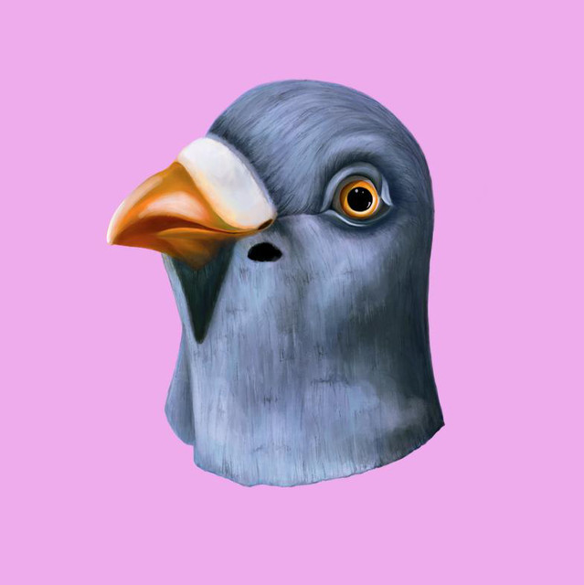 Still Pigeon