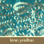 Kiran Pradhan Albumcover