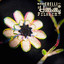 Hillbilly Pilgrim cover