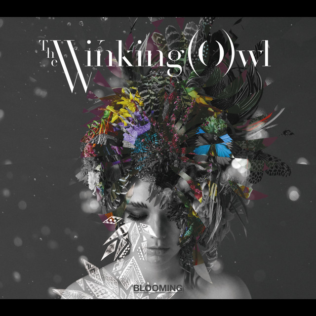 The Winking Owl Photo